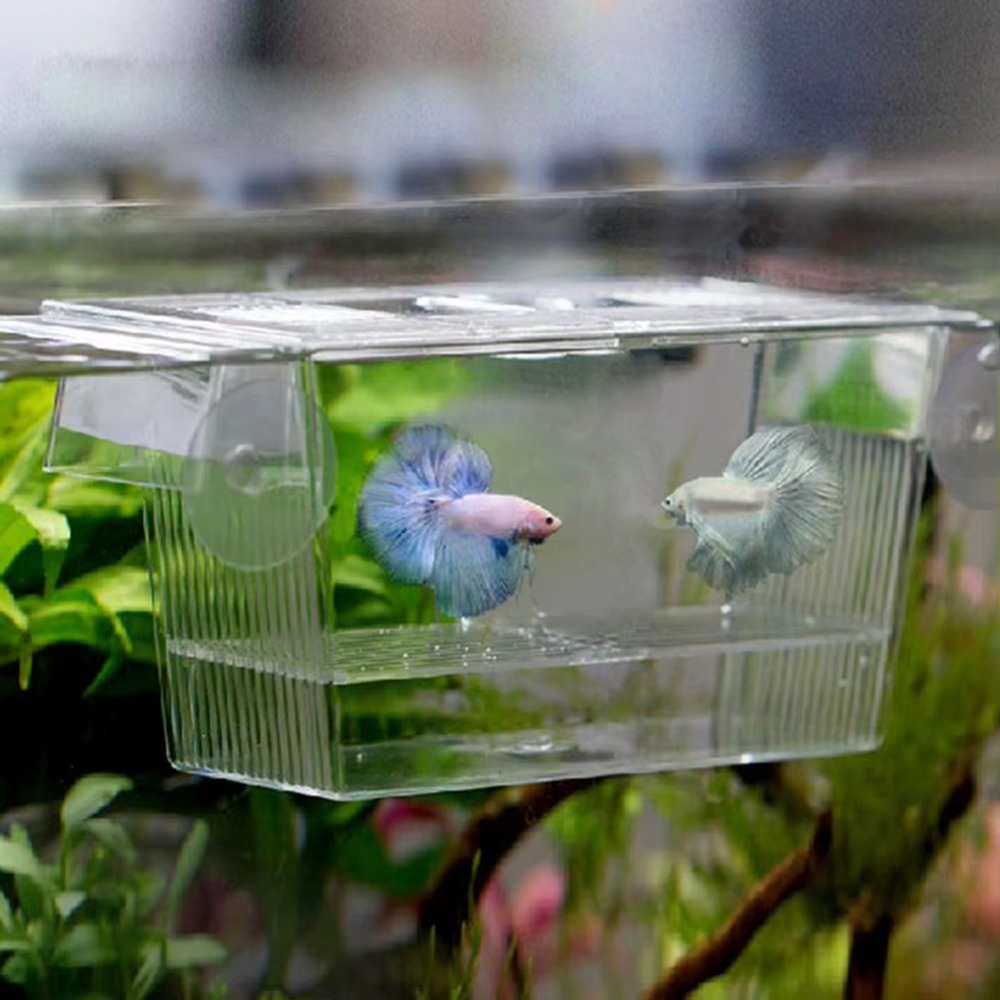 Aquarium Fish Reproduction - 창의적인 아크릴 어항 번식 인큐베이터 수족관