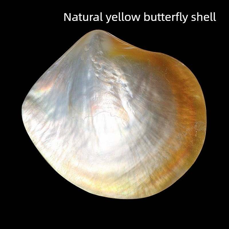 자연스러운 노란 나비 비베이 쉘 컬렉션 수족관 어항 조 - Aquarium Fish Yellow 리뷰 및 가격