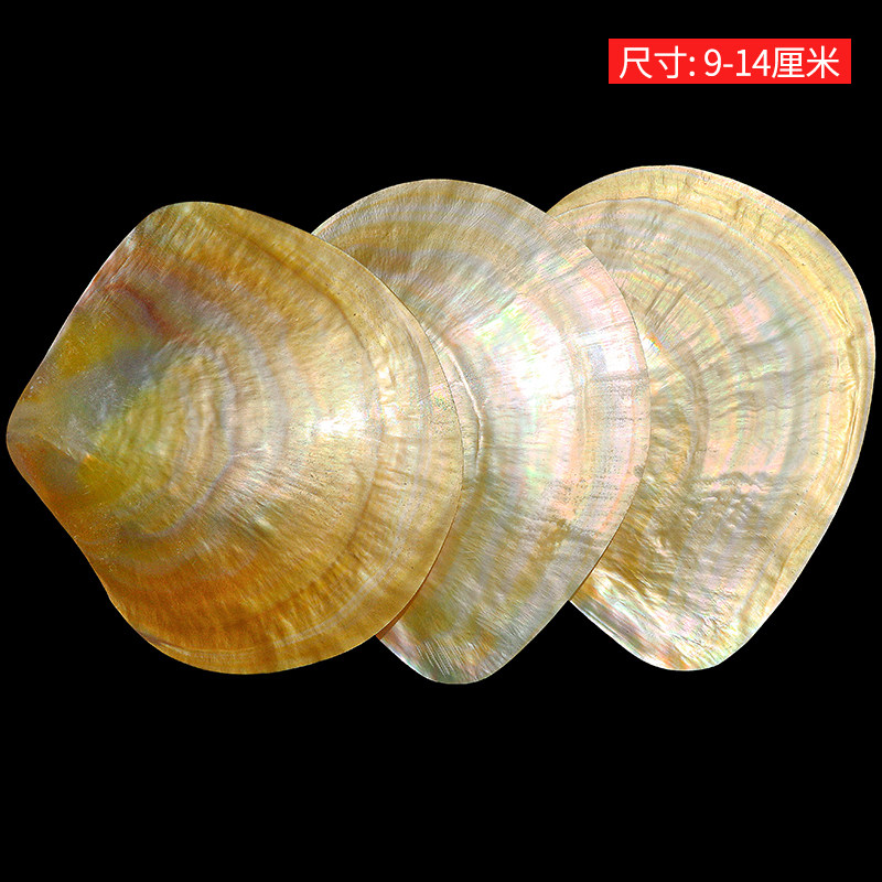 자연스러운 노란 나비 비베이 쉘 컬렉션 수족관 어항 조 - Aquarium Fish Yellow 리뷰 및 가격