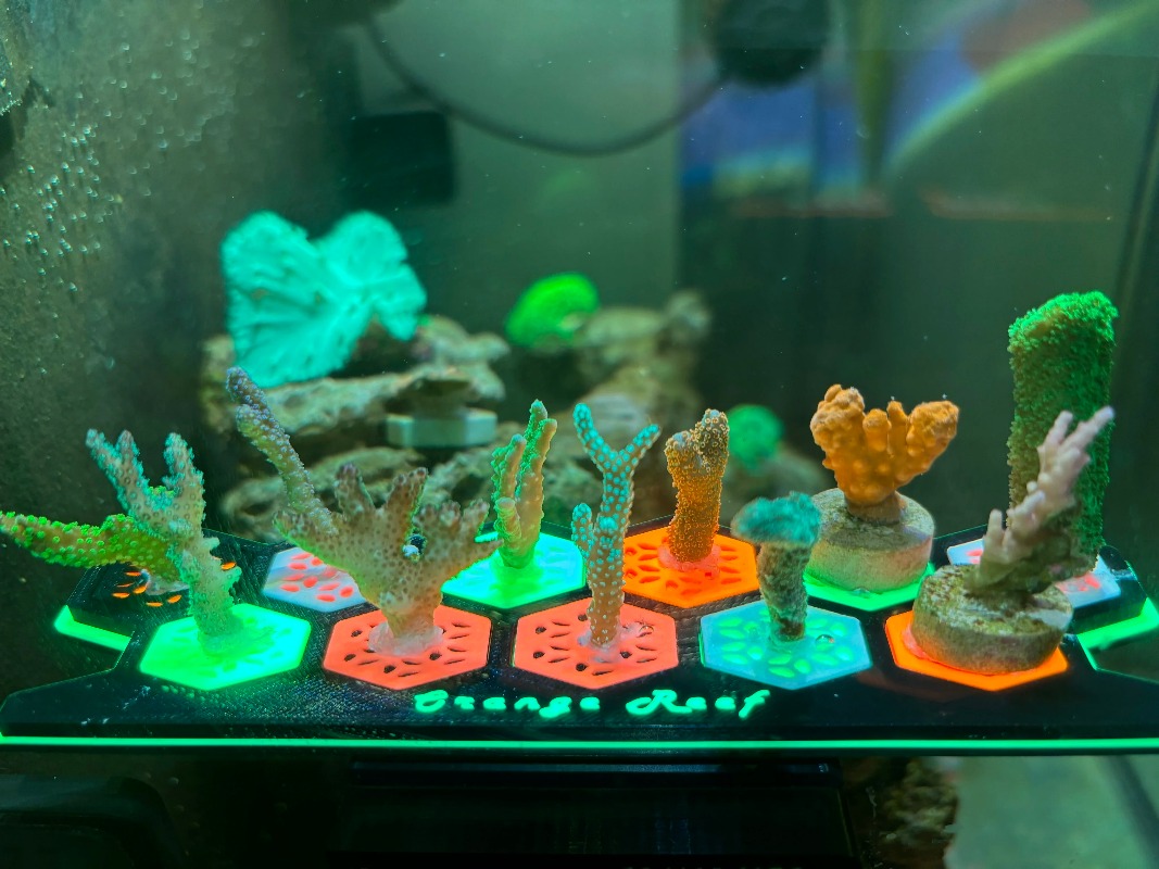 형광 산호 플러그 플러그스 발광 산호 번식 베이스 수족 - Aquarium Fish Reproduction 리뷰 및 가격