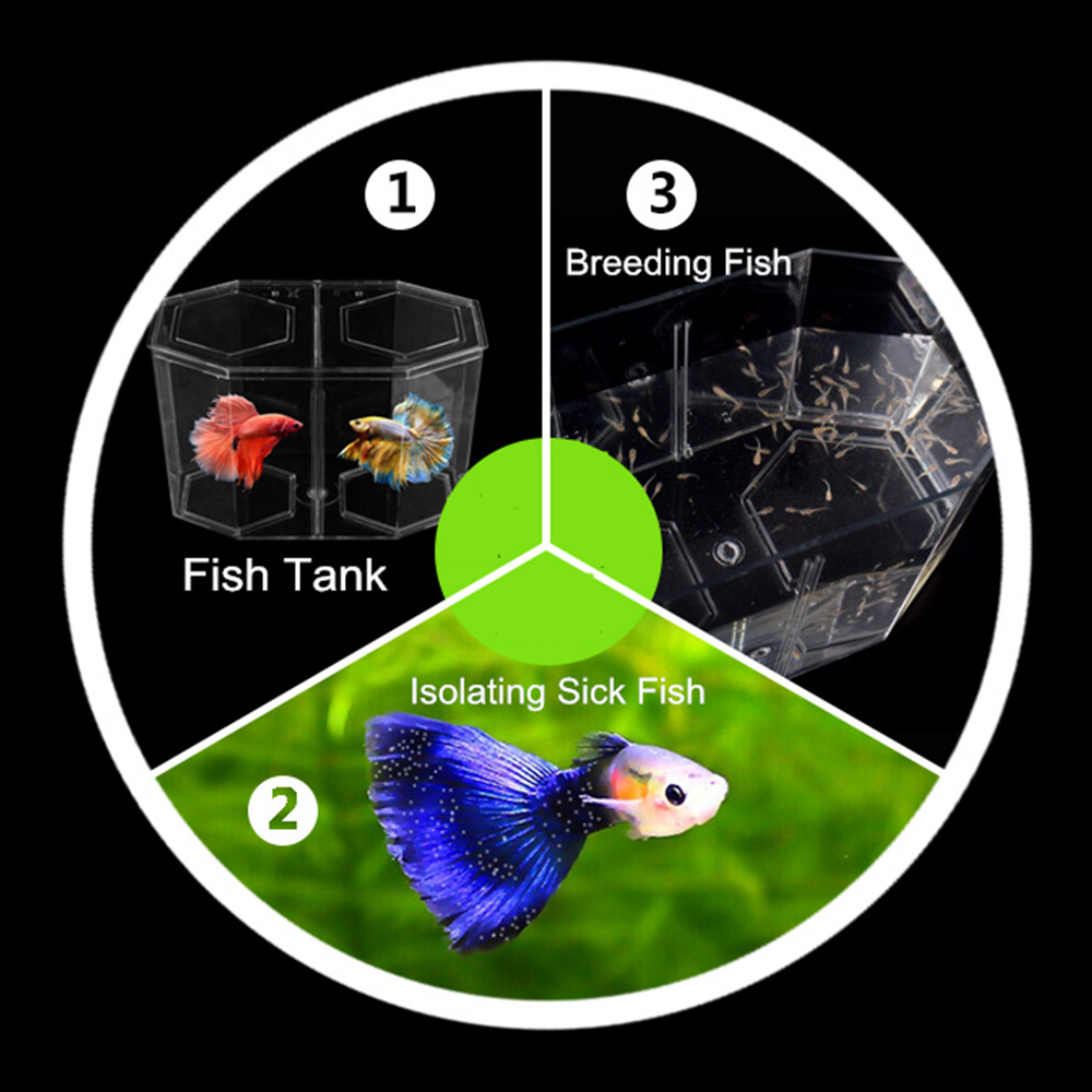 아크릴 두 분할 구피 물고기 탱크 수족관 Betta 물 - Aquarium Fish In Bowl 리뷰 및 가격