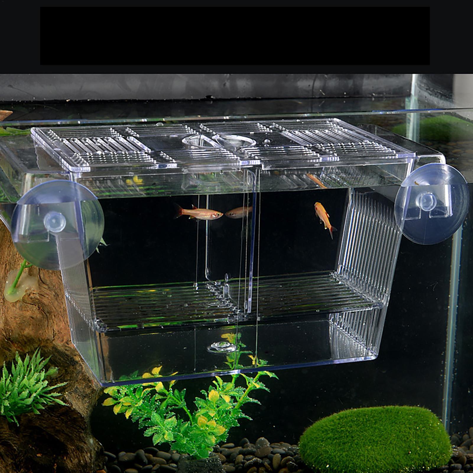 어항용 번식 상자, 투명 물고기 격리 상자, 아크릴 부 - Aquarium Fish In Bowl 리뷰 및 가격