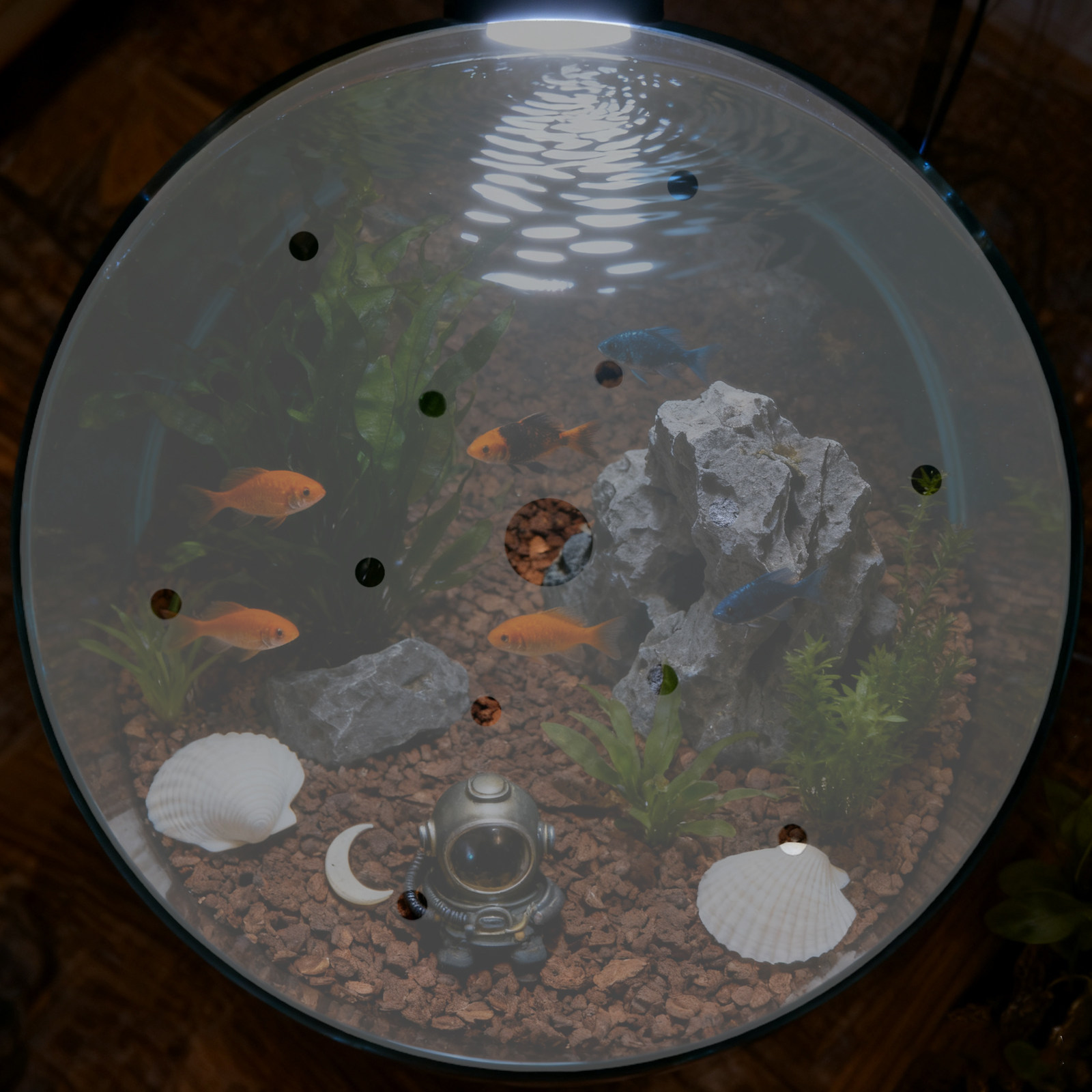7인치 원형 아크릴 어항 덮개, 탈출 방지 뚜껑, 투명 - Aquarium Fish In Bowl 리뷰 및 가격